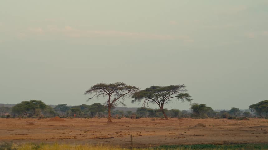 Two prominent acacia trees stand in the middle of a vast and arid African savanna landscape
