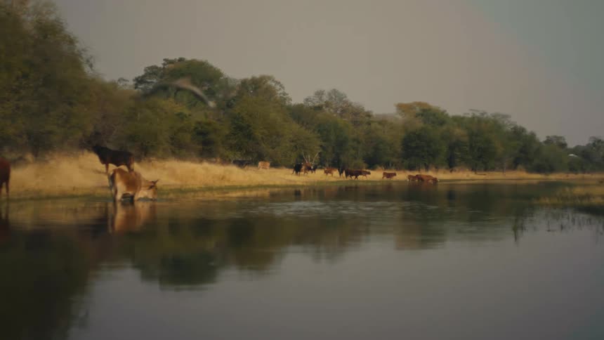 A cinematic slow-motion shot follows a bird flying low over a river, revealing a herd of cattle gathered at the water's edge