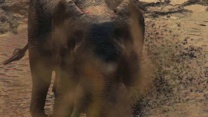 A majestic elephant sprays itself with mud and water in a slow motion close-up from behind a bush
