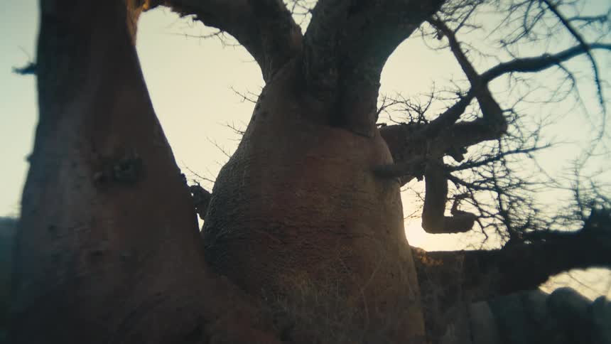 A low angle time-lapse shows the sun setting behind a majestic Baobab tree, creating a beautiful lens flare