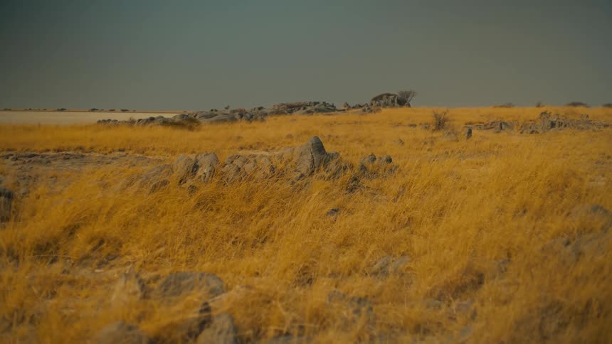 Golden, dry grass blows gently in the wind across a vast and rocky savanna landscape under a muted sky
