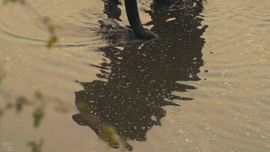 The dark reflection of a large elephant is seen in the rippling water as its trunk drinks in slow motion