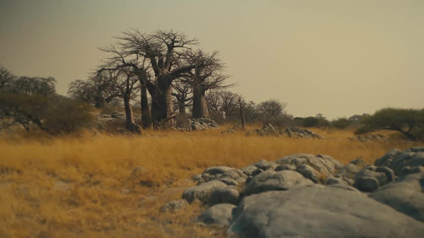 Iconic Baobab trees stand majestically in a dry, golden African savanna landscape