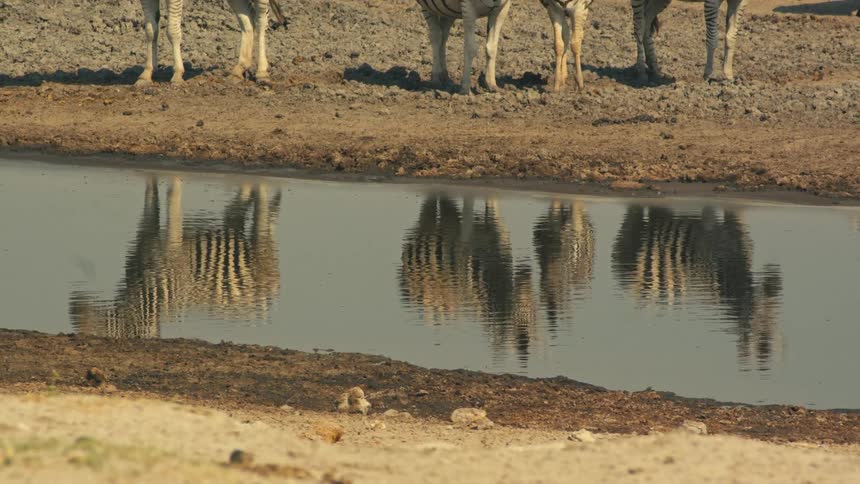 A herd of zebras' reflections shimmer in a watering hole on the hot, dry African savanna