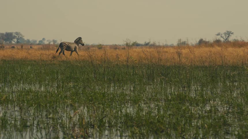 A lone zebra majestically trots in slow motion across the flooded grasslands of the African savanna
