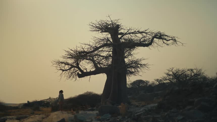 A lone figure stands in contemplation before a majestic, leafless baobab tree in a vast, arid landscape at sunset
