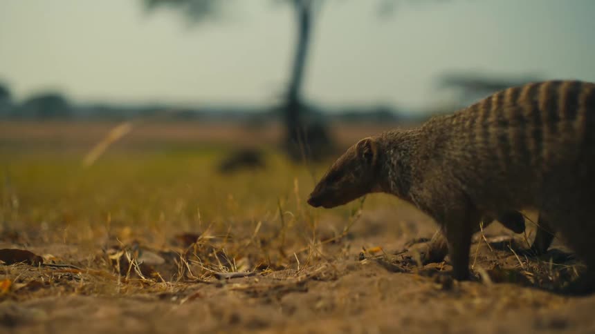 A banded mongoose forages in the dusty ground of the savanna as its family moves through the background in cinematic slow motion