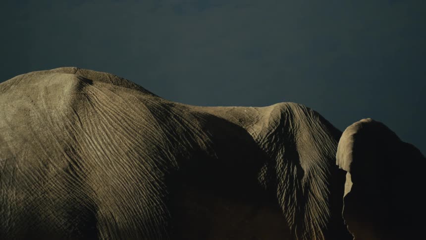 An artistic, static close-up shot focuses on the intricate, wrinkled texture of an elephant's hide under moody lighting