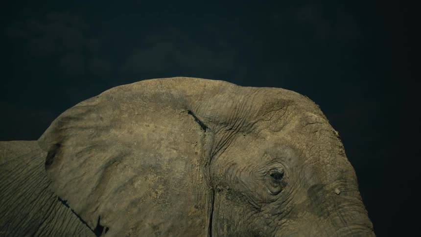 A slow and dramatic close-up reveal of a large African elephant's head against a black background