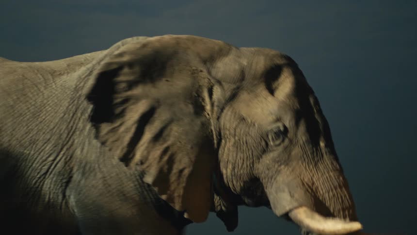 A dramatic close-up of a majestic African elephant standing calmly under a single light source at night
