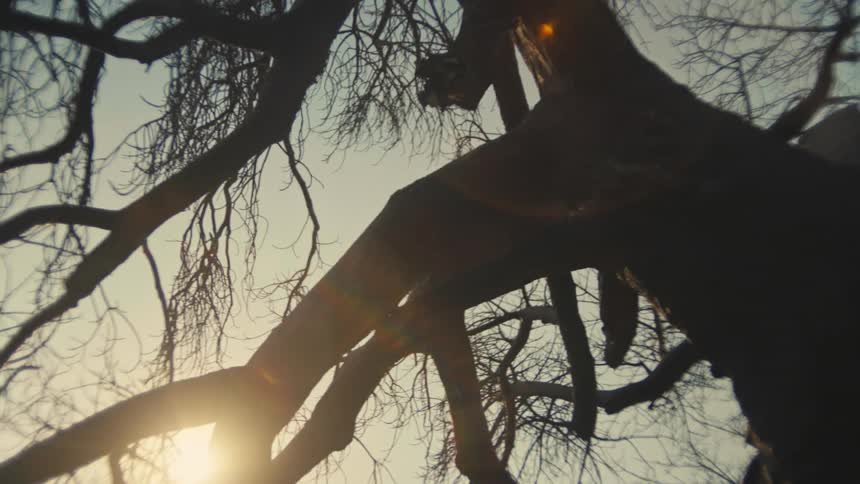 Low angle shot panning up the silhouette of a large, barren tree with the sun flaring through the branches at dusk