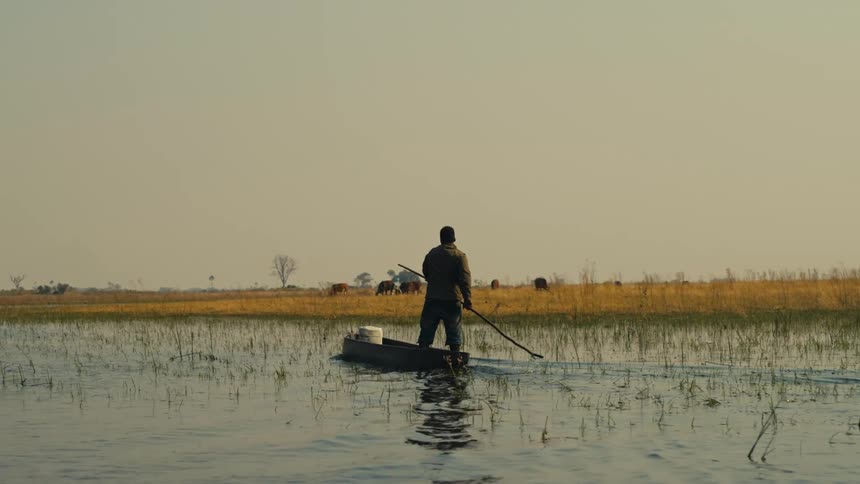 A man peacefully navigates his dugout canoe through a serene wetland in slow motion, with cattle grazing on the distant shore