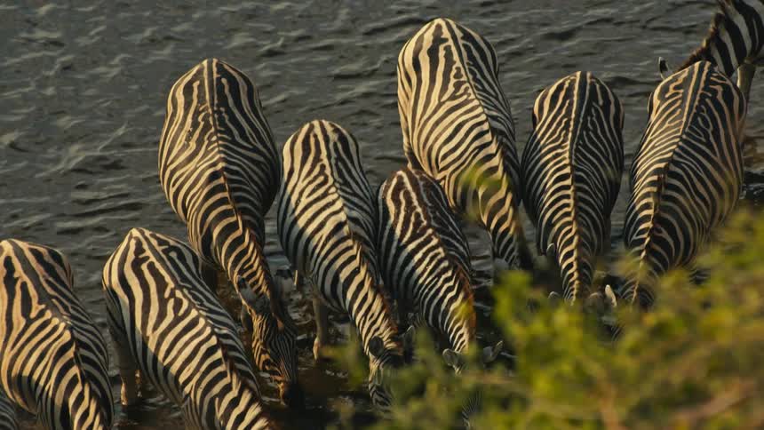 A high angle view captures the mesmerizing patterns of a herd of zebras drinking from a river at golden hour