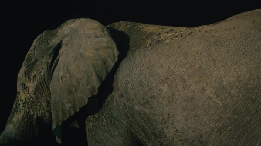 A close-up shot of a large elephant standing still in the darkness of night
