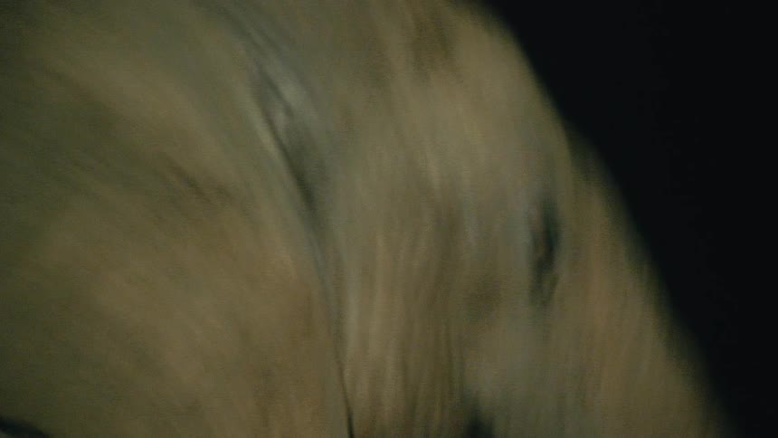 A shaky close-up of an elephant's eye and face moving in the dark of night