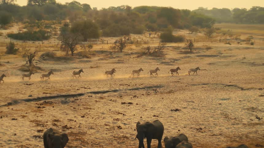 A herd of zebras gallops in slow motion across a dusty African savanna at golden hour, with elephants in the foreground