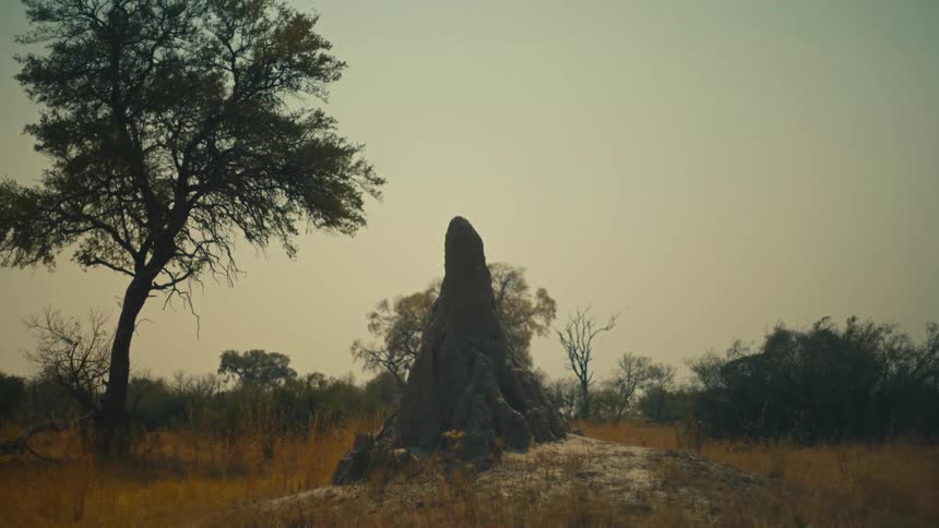 A wide, static shot captures a large termite mound standing in the dry, hazy landscape of the African savanna