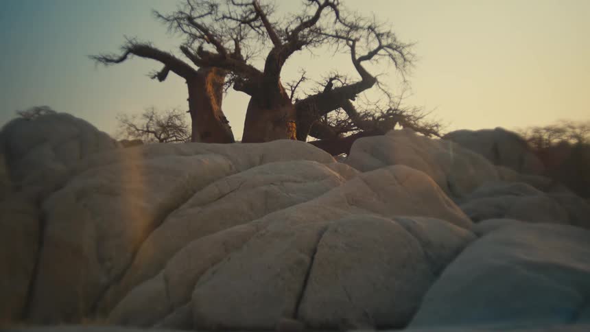 The camera slowly tilts up over smooth boulders to reveal a majestic and ancient Baobab tree at sunrise in the African savanna