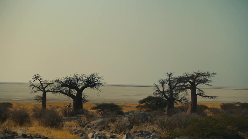 A person stands amongst ancient Baobab trees overlooking a vast and arid salt pan in Africa