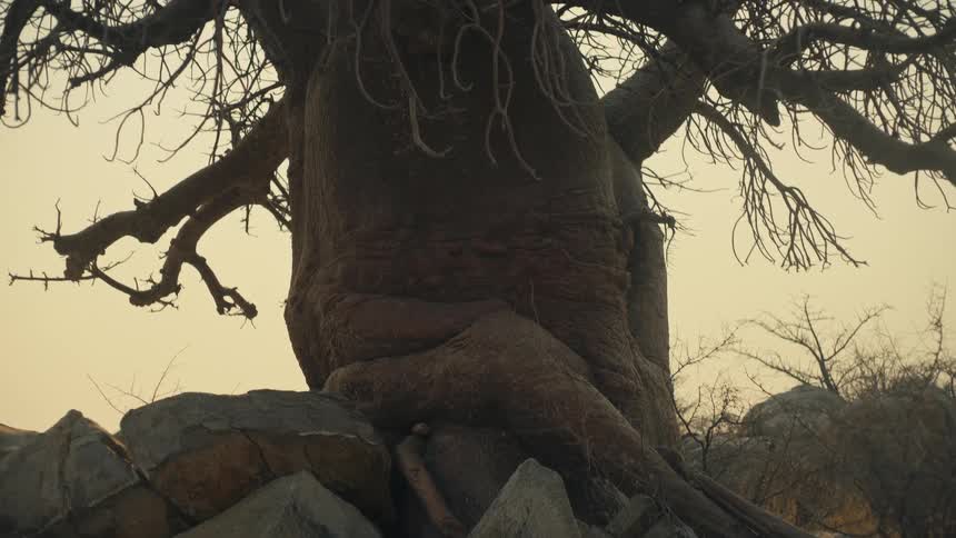 A slow tilt reveals the majestic silhouette of an ancient Baobab tree rooted among rocks in the African savanna at dusk