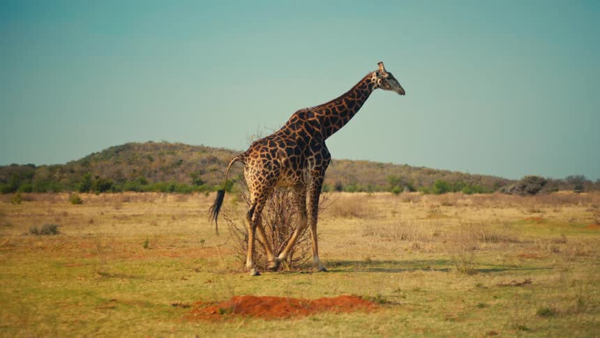 A lone giraffe walks gracefully across the vast, sun-drenched plains of the African savanna