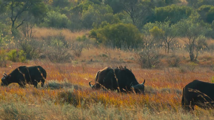 A herd of Cape buffalo with oxpeckers on their backs graze peacefully through the colorful grasses of the African savanna at sunset