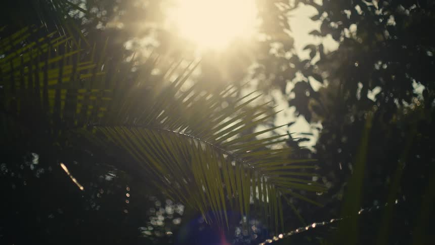 Sunlight filters through lush palm fronds as misty rain falls in a tropical jungle, creating a beautiful lens flare
