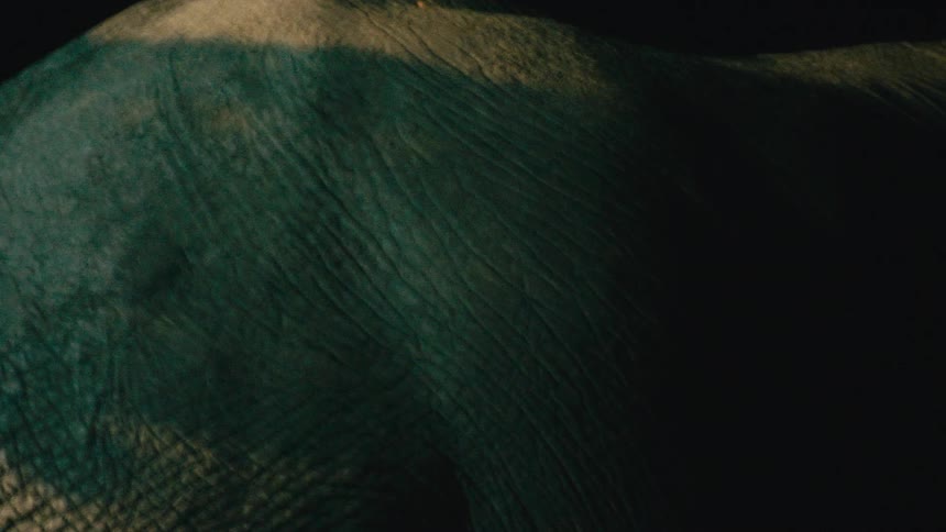 An extreme close-up reveals the textured skin on an elephant's back as it breathes under a single light source in the dark