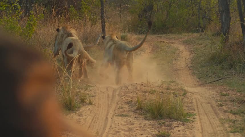 Three young male lions playfully chase and pounce on each other in slow motion on a dusty savanna road