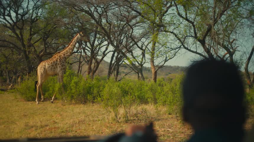 An over-the-shoulder view from a safari vehicle shows a majestic giraffe feeding on tree leaves in the wild African savanna
