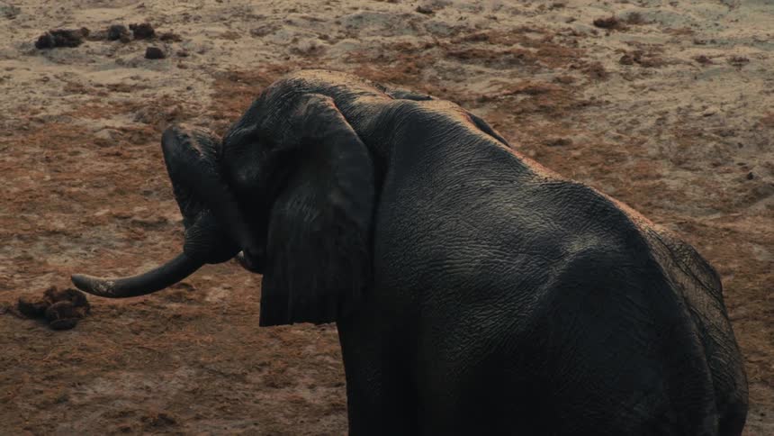 A high-angle slow-motion view shows an African elephant raising its trunk while standing in a muddy, sandy riverbed at dusk