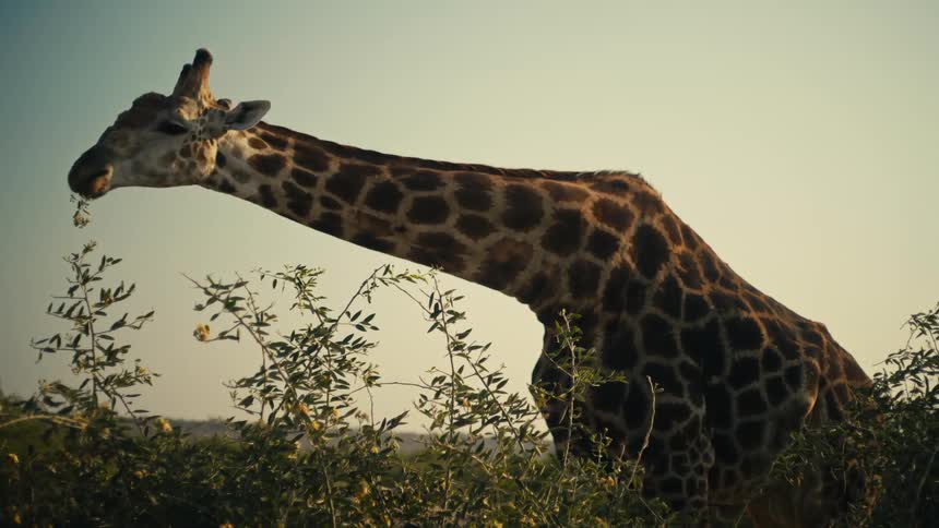 A giraffe gracefully bends its long neck to feast on leaves from a lush green bush during a warm sunset