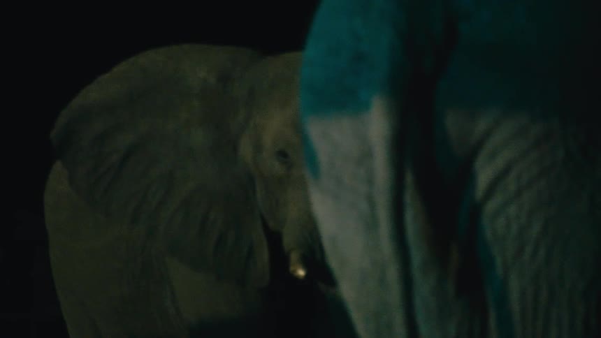 Two elephants stand majestically in the darkness of the African bush, captured in a close-up night shot