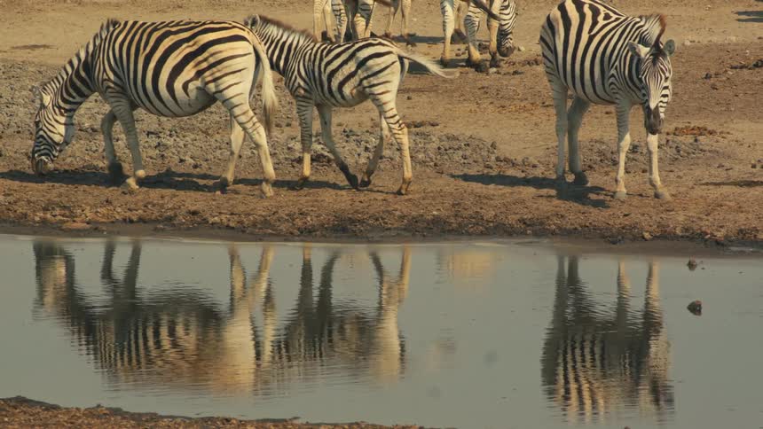 A dazzle of zebras walks in slow motion along the edge of a watering hole, their striped patterns mirrored perfectly in the calm water
