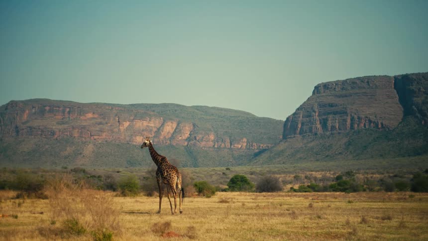 A lone giraffe walks across the vast African savanna with a stunning mountain range in the background