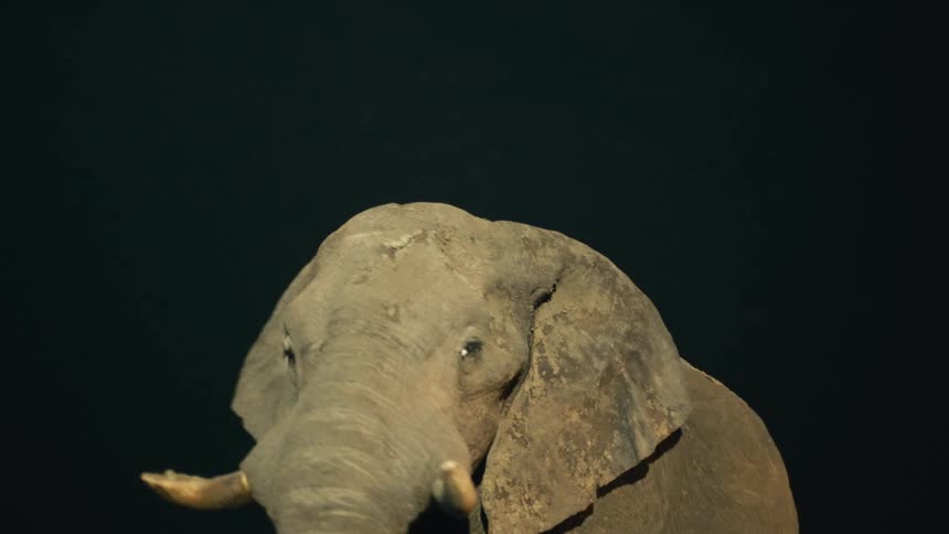 Slow motion close up of a tusked African elephant drinking water with its trunk at night