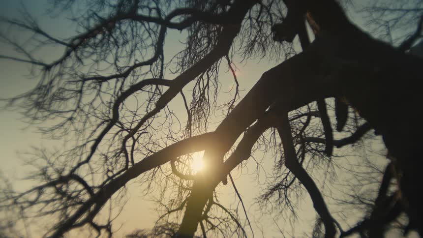 Sunrise time-lapse reveals the bright sun from behind the silhouette of a bare tree