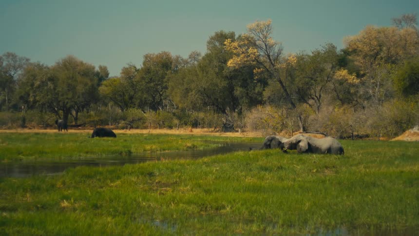 A herd of majestic elephants peacefully rests and grazes in a lush, green African marsh