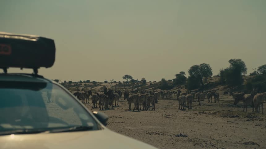 A safari vehicle observes a large herd of zebras standing in the dry, sun-baked African savanna