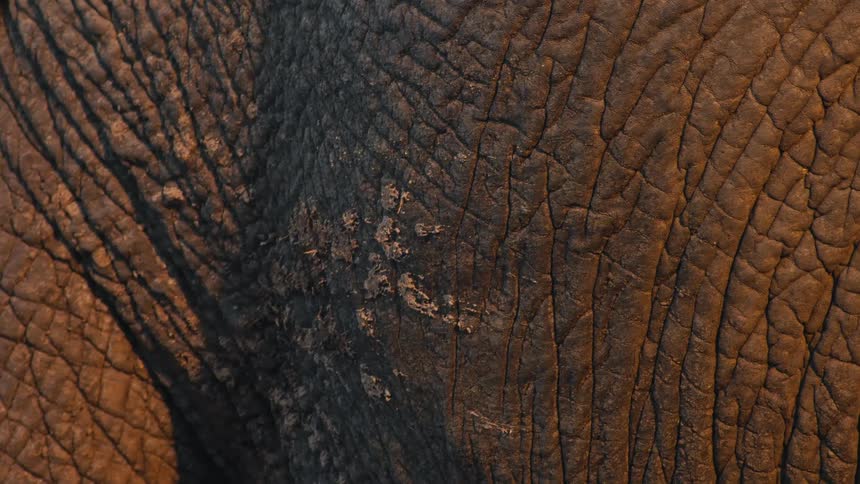 Golden hour light reveals the intricate, leathery texture of an elephant's wrinkled hide in a macro shot