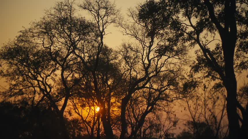 A serene, static view of the warm sun setting behind the dark silhouettes of intricate tree branches