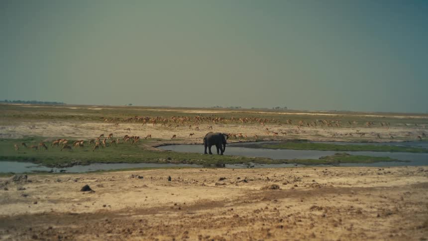A lone elephant stands at a watering hole in the vast, arid African savanna, surrounded by a large herd of grazing antelope