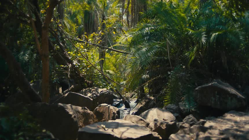 A tranquil stream meanders through a dense, vibrant green jungle over sunlit rocks