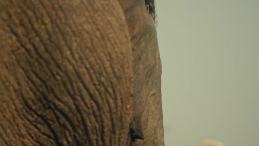 An extreme close-up captures the textured, wrinkled skin and the slow flapping of an elephant's wet ear