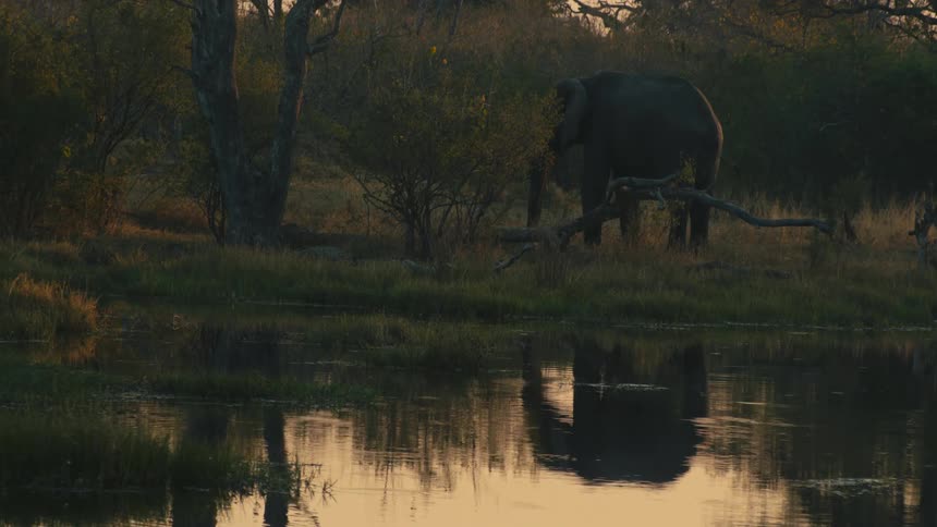 A silhouetted elephant stands peacefully by a watering hole at sunset, its form reflected in the calm water
