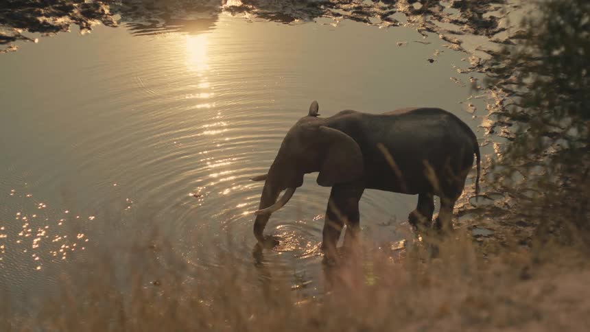 A lone elephant drinks from a watering hole during a golden African sunset in slow motion