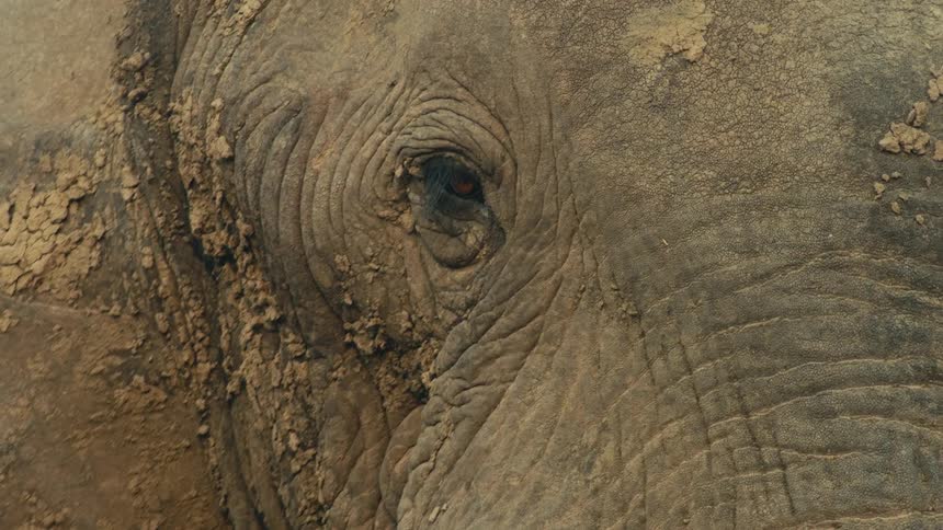 A dramatic extreme close-up shot captures the details of an elephant's muddy, wrinkled eye as it blinks