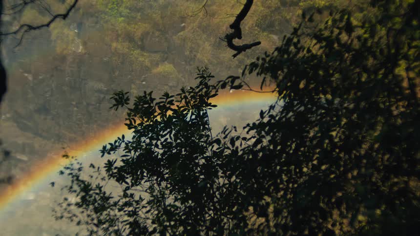 A vibrant rainbow is seen through silhouetted tree leaves in the misty canyon below