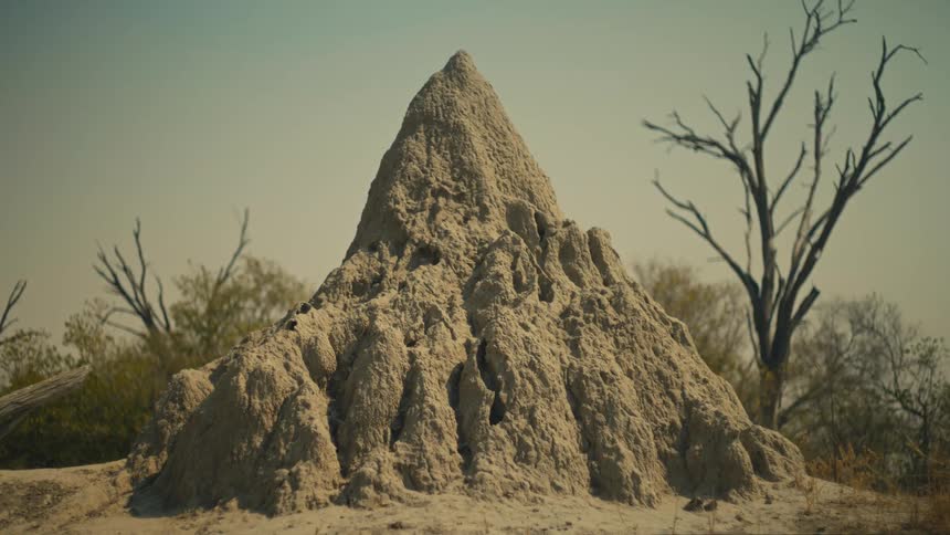 A wide, static shot captures a large, intricate termite mound in a dry, sun-drenched savanna landscape