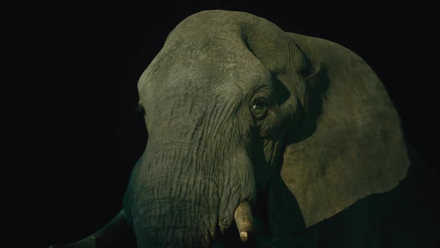Dramatic close-up of an elephant's head at night, partially lit by a spotlight against a black background